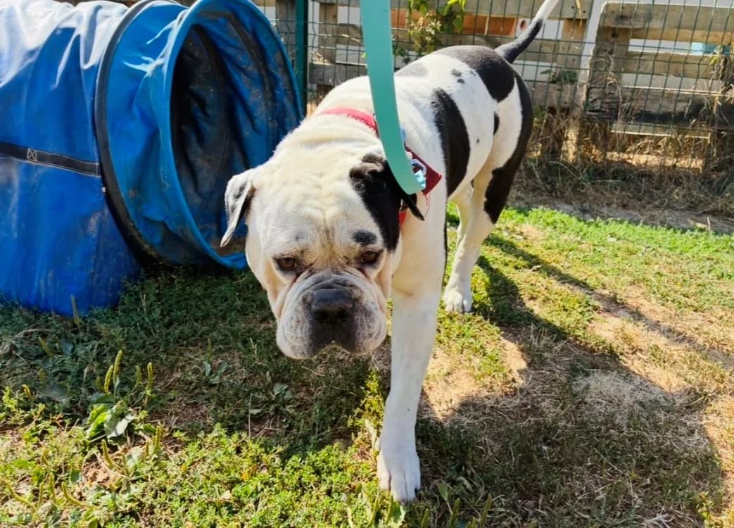 TOKYO, male 6yo mixed breed for adoption at SPA Plaisir, Plaisir
