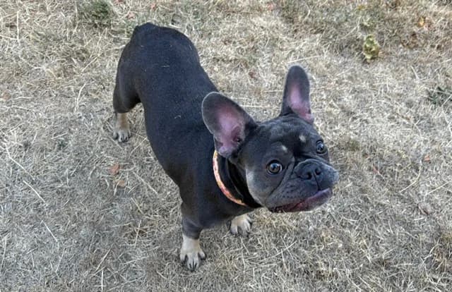 IRINA, female young French Bulldog for adoption at SPA Plaisir, Plaisir