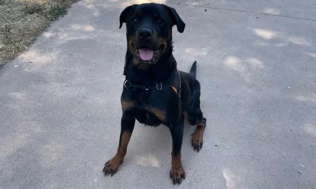 NAYA, female young Rottweiler for adoption at SPA Plaisir, Plaisir