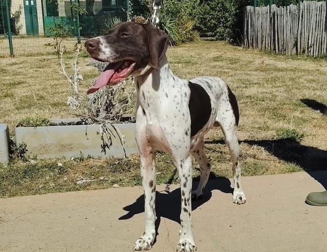 TACO, male young Pointer for adoption at SPA Plaisir, Plaisir