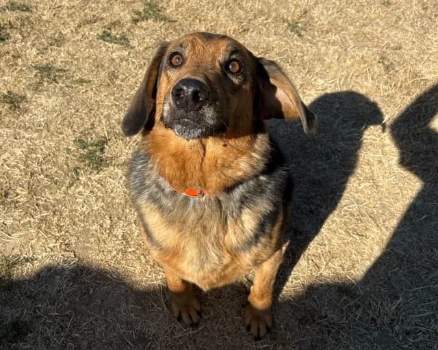 MARCUS, male senior Mixed Breed for adoption at SPA Plaisir, Plaisir