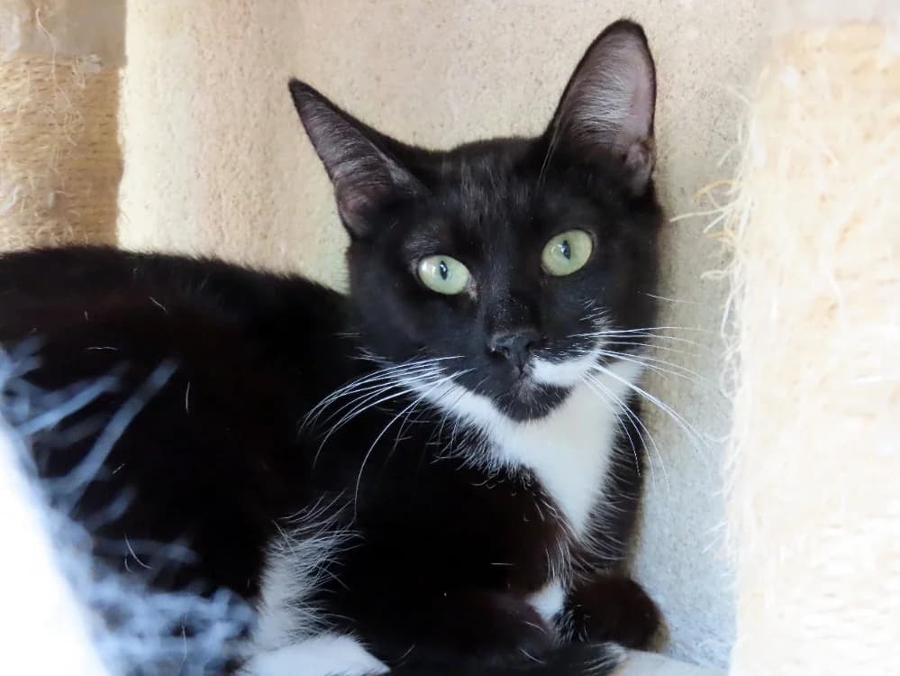 PAB29123 FLEUR, female young Mixed Breed for adoption at SPA Plaisir, Plaisir