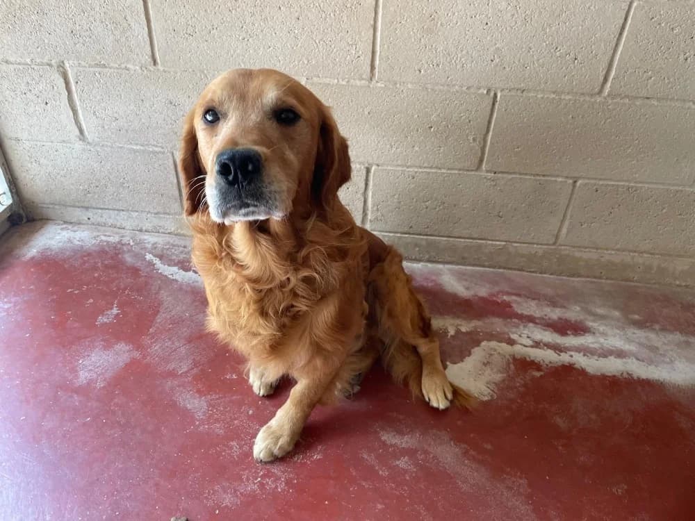 TIAG, male senior Golden Retriever for adoption at SPA Plaisir, Plaisir