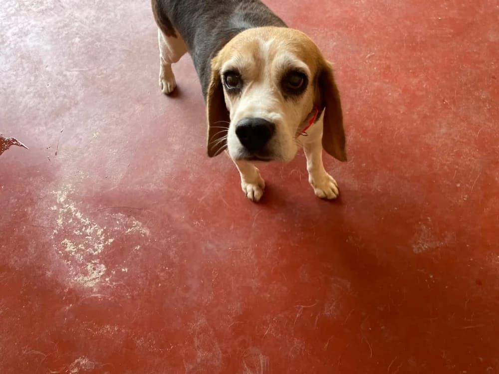 PILOU, male 7yo Beagle for adoption at SPA Plaisir, Plaisir