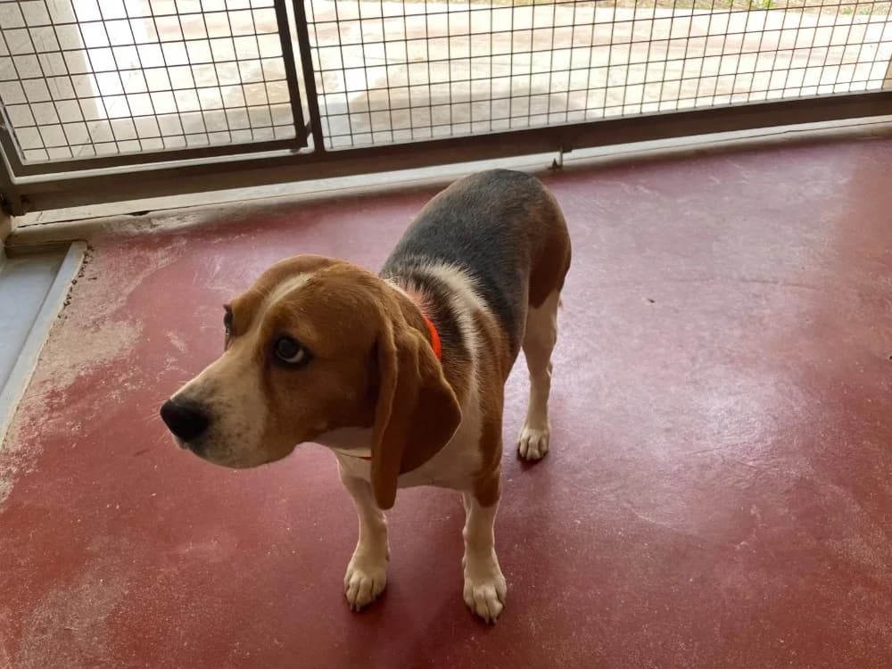 TOUPIE, female 4yo Beagle for adoption at SPA Plaisir, Plaisir