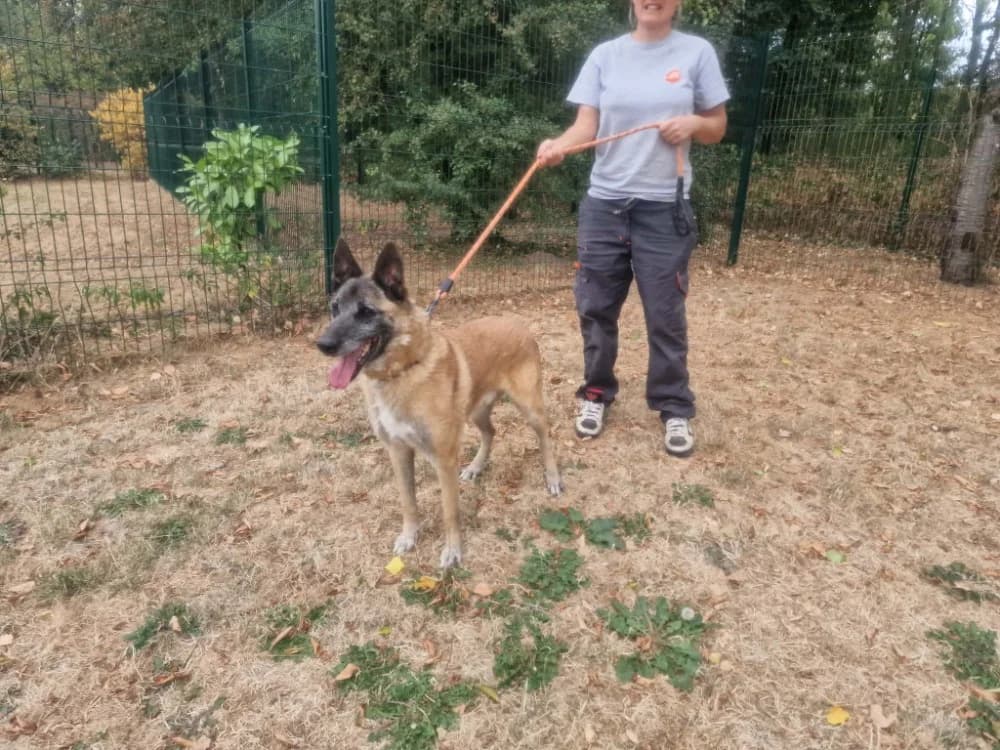 LOBO, male senior Belgian Malinois for adoption at SPA Plaisir, Plaisir