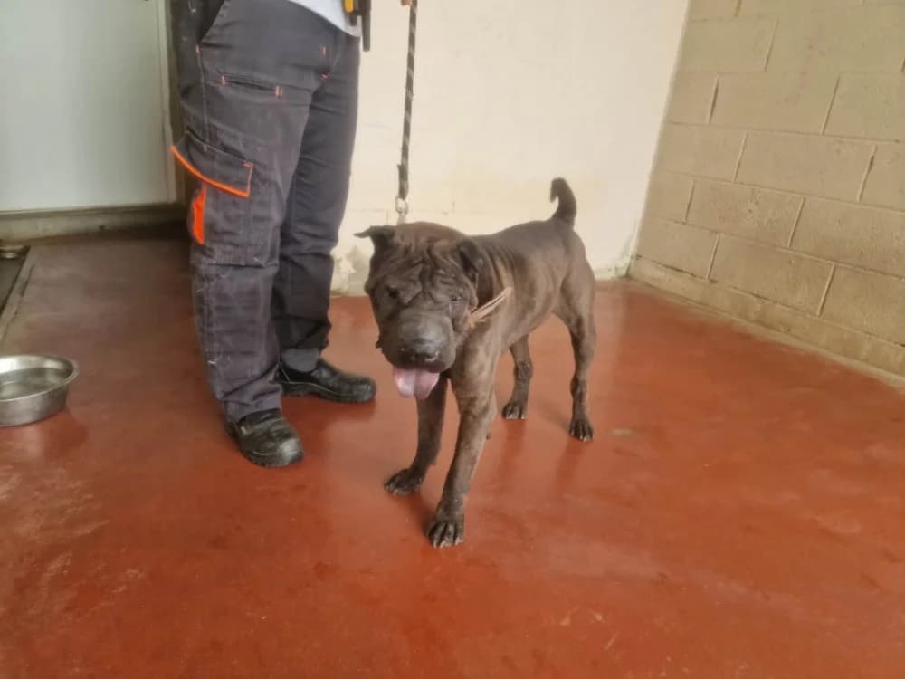 NOBEL, male senior Shar Pei for adoption at SPA Plaisir, Plaisir