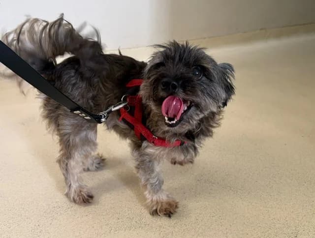 LAIKA, female senior Yorkshire Terrier for adoption at SPA Plaisir, Plaisir