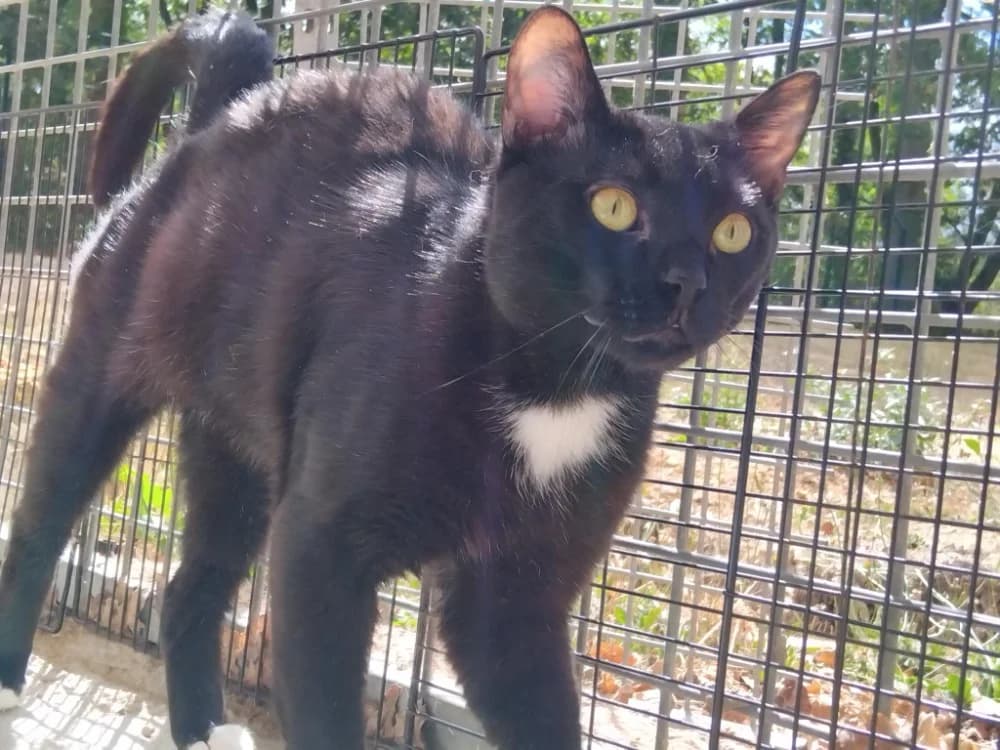 Stratios, male 5yo Mixed Breed for adoption at SPA Plaisir, Plaisir