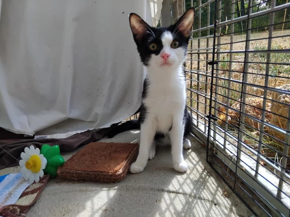 Nausicaa, female Mixed Breed for adoption at SPA Plaisir, Plaisir