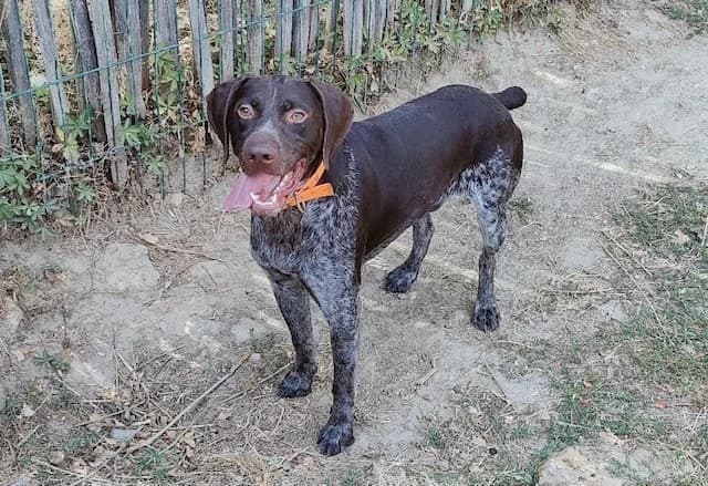 TEX, male young Pointer for adoption at SPA Plaisir, Plaisir