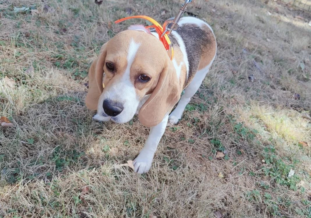 TAYA, female 4yo Beagle for adoption at SPA Plaisir, Plaisir