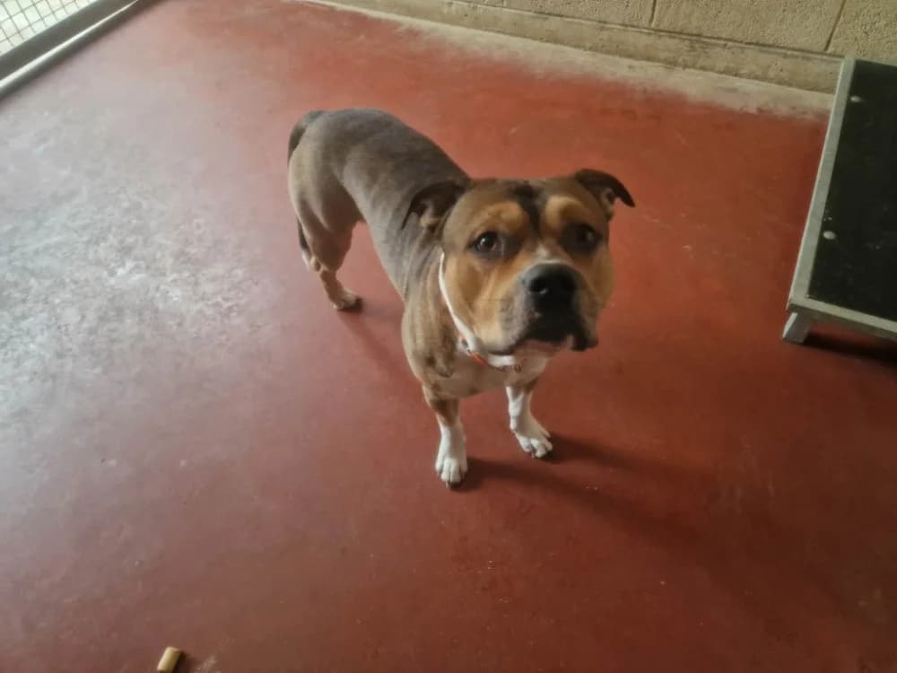 IRON, male young Mixed Breed for adoption at SPA Plaisir, Plaisir