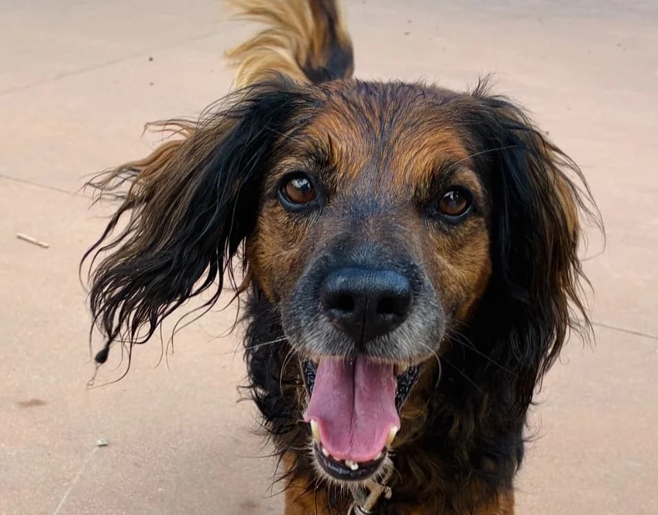 PAA24421 CASTOR, male 6yo Brittany Spaniel for adoption at SPA Plaisir, Plaisir