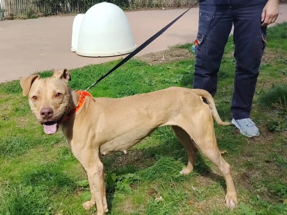 LOLA, female 3yo Mixed Breed for adoption at SPA Plaisir, Plaisir