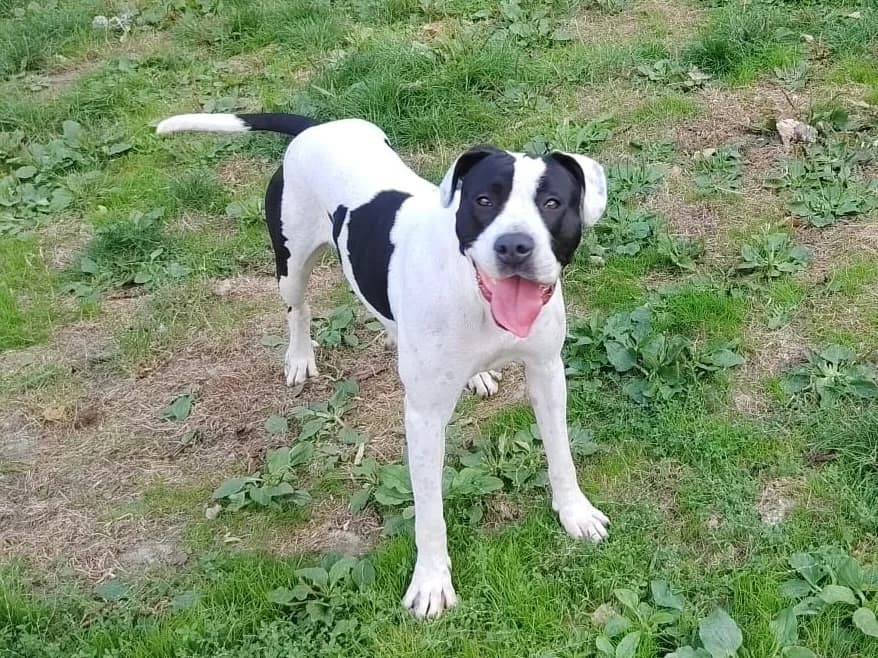 FLORA, female young Mixed Breed for adoption at SPA Plaisir, Plaisir