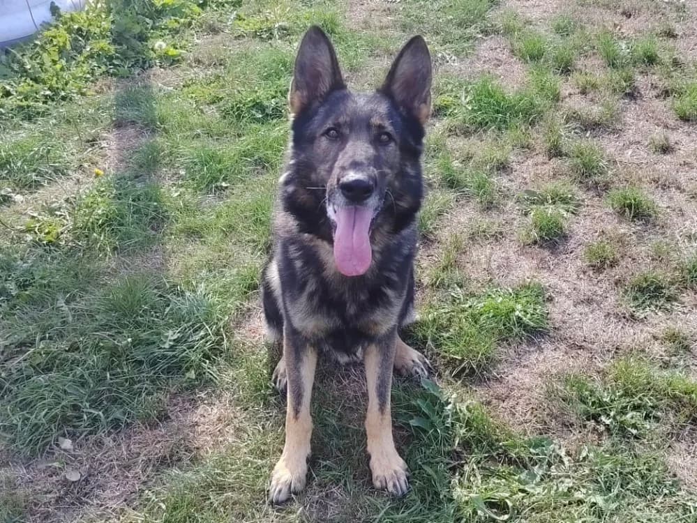 PYTHON, male 7yo German Shepherd for adoption at SPA Plaisir, Plaisir