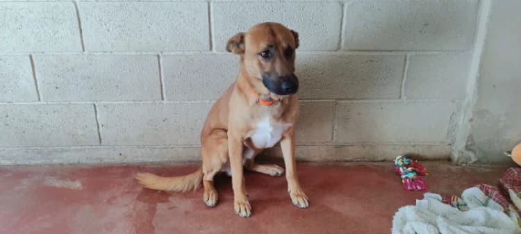 BOBI, male German Shepherd for adoption at SPA Plaisir, Plaisir