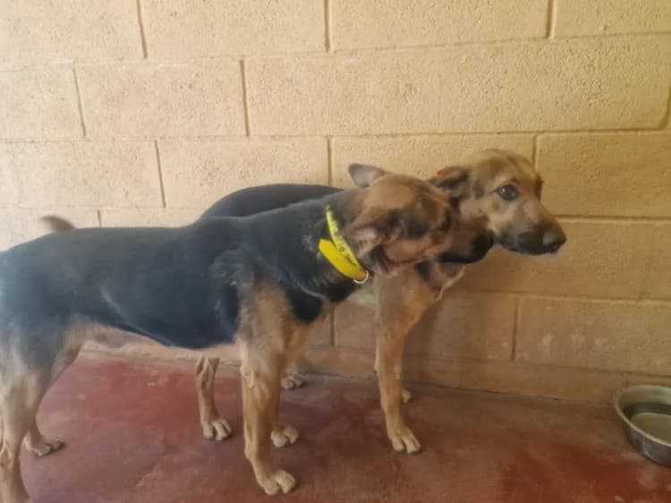 FADI, male German Shepherd for adoption at SPA Plaisir, Plaisir