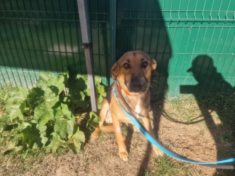 REX, male German Shepherd for adoption at SPA Plaisir, Plaisir
