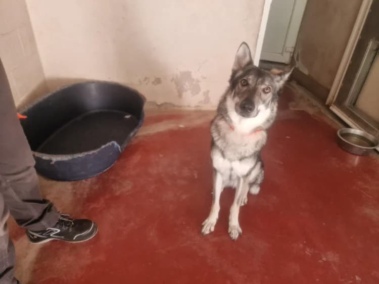 TAÏGA, female mixed breed for adoption at SPA Plaisir, Plaisir