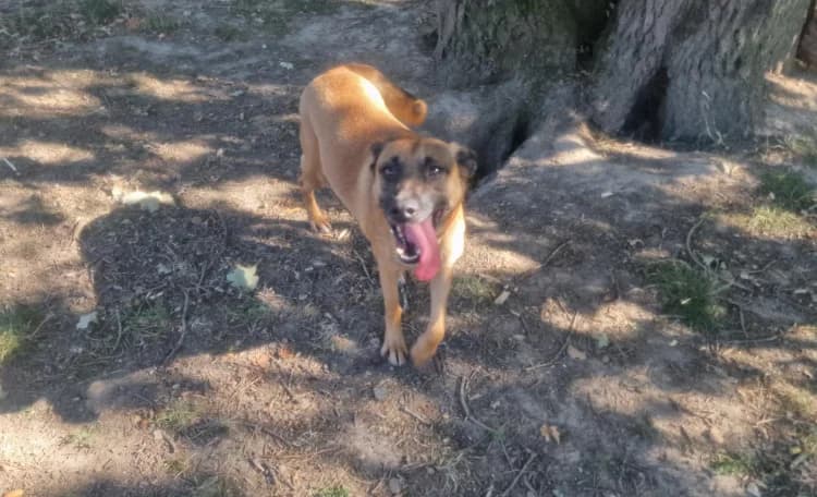 LAYKA, female mixed breed for adoption at SPA Plaisir, Plaisir