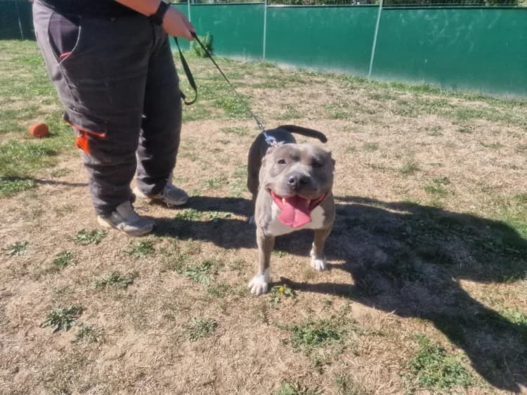BANDIT, male Mixed Breed for adoption at SPA Plaisir, Plaisir