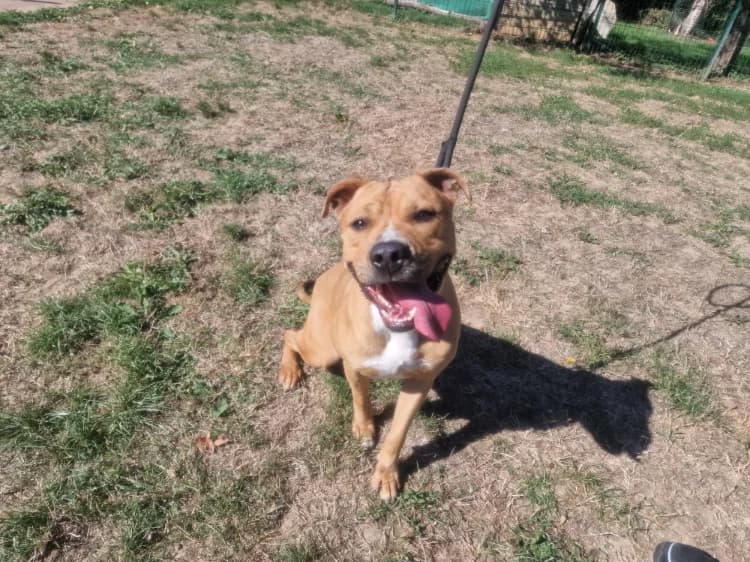 SWING, male Mixed Breed for adoption at SPA Plaisir, Plaisir