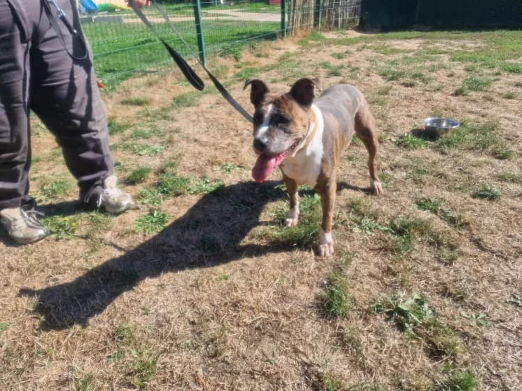 SHIVA, female Mixed Breed for adoption at SPA Plaisir, Plaisir