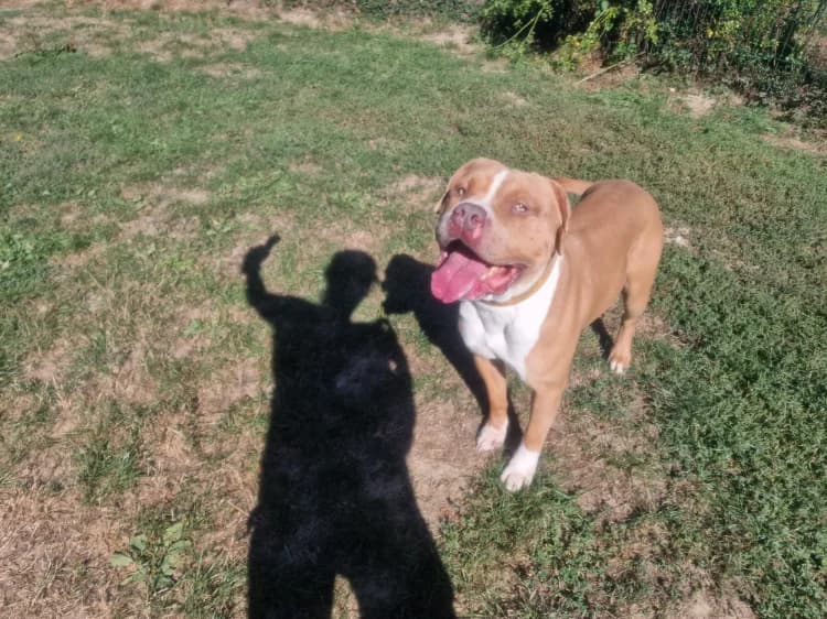 NICOLAS, male Mixed Breed for adoption at SPA Plaisir, Plaisir