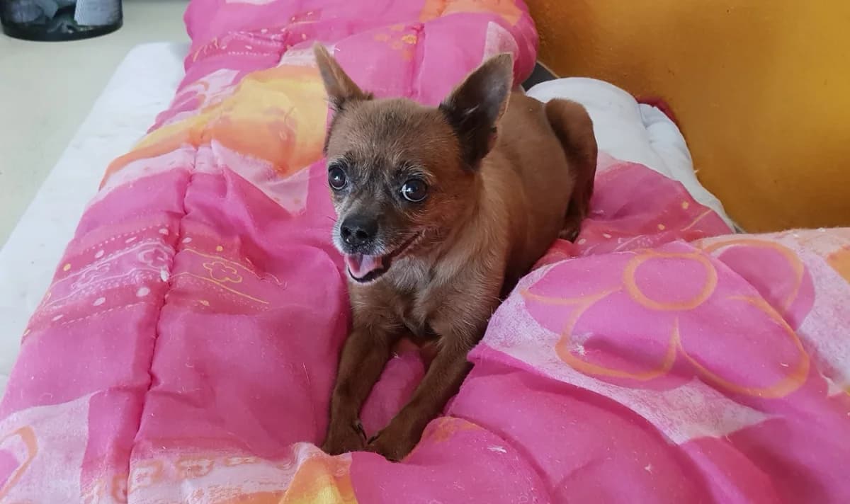 Coquette, female Chihuahua for adoption at SPA Plaisir, Plaisir