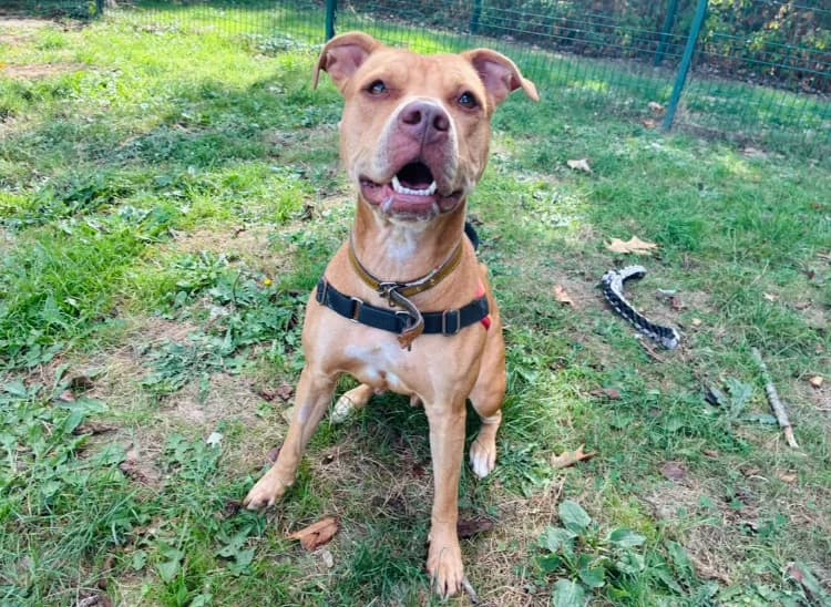 RENA, female young Mixed Breed for adoption at SPA Plaisir, Plaisir