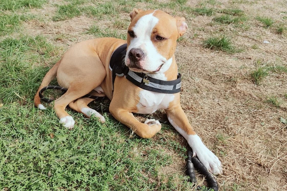 NASH, male Mixed Breed for adoption at SPA Plaisir, Plaisir