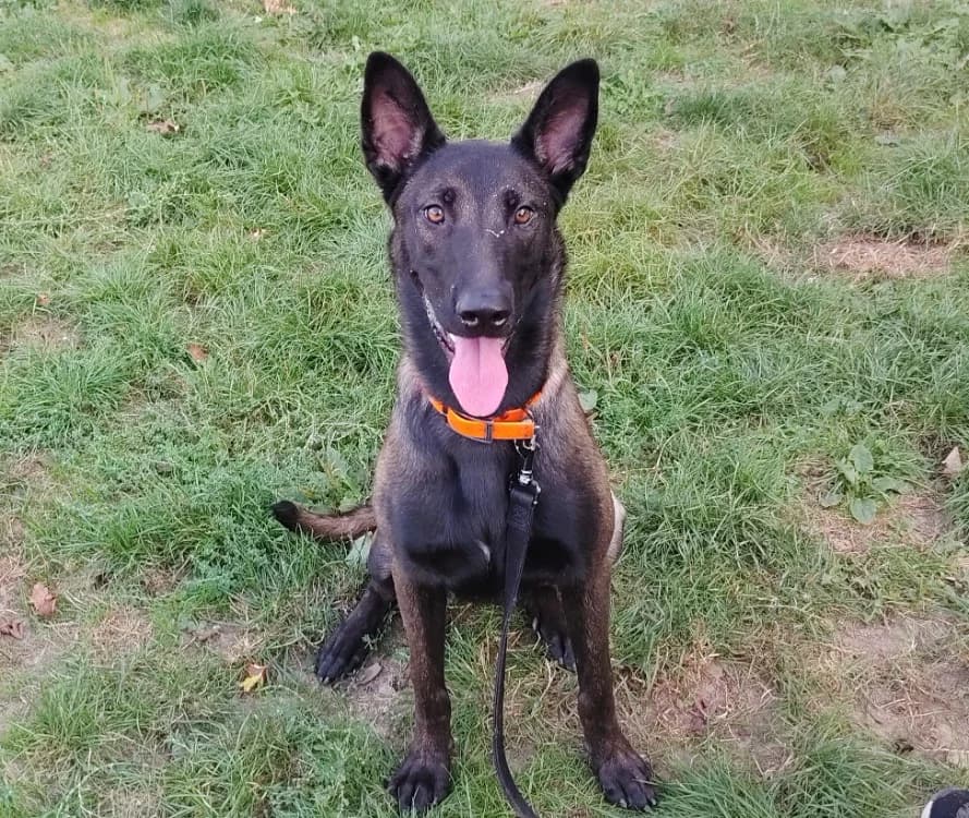 TIA TIA, female Belgian Malinois for adoption at SPA Plaisir, Plaisir