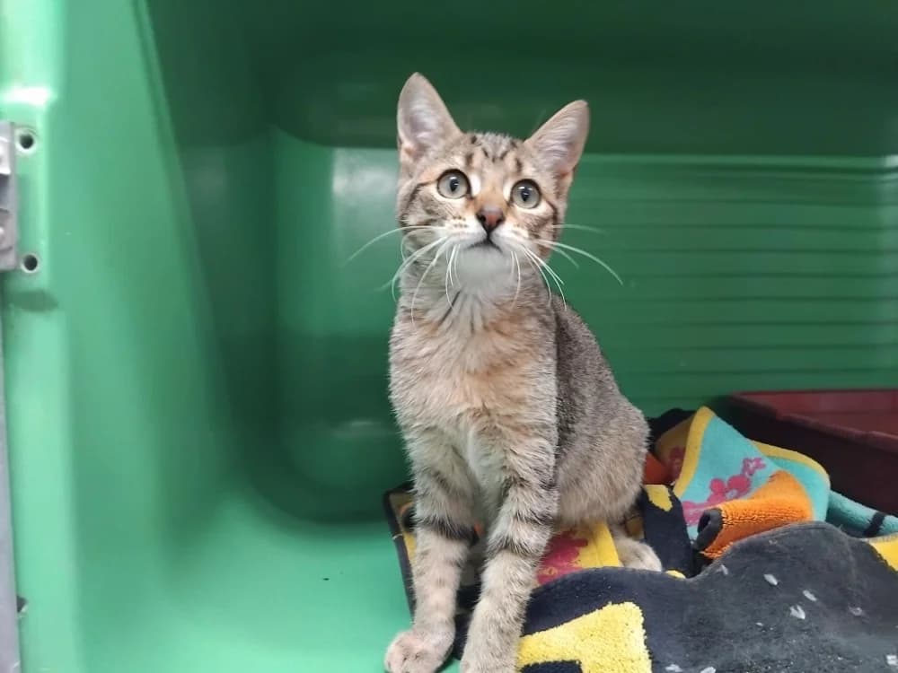PAB29977 Treinta, female Mixed Breed for adoption at SPA Plaisir, Plaisir