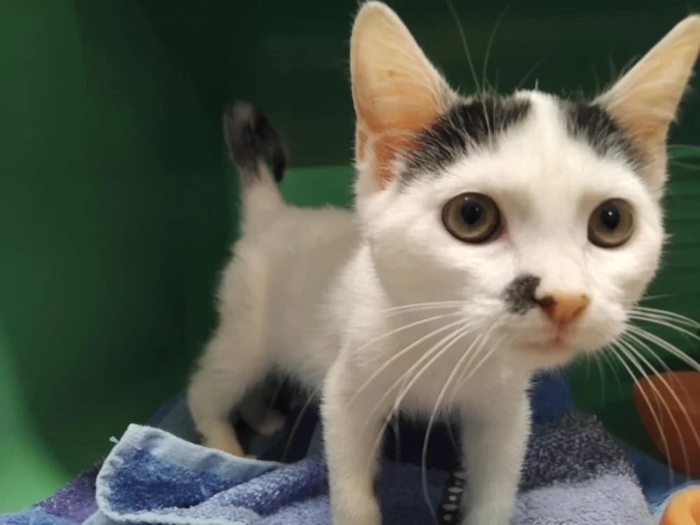 PAB29982 Ochenta, female Mixed Breed for adoption at SPA Plaisir, Plaisir