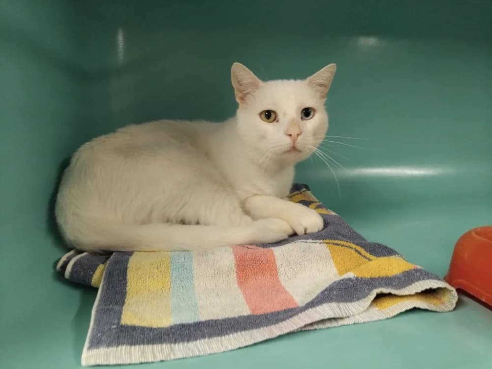 PAB 29983 Twenty, male 5yo Mixed Breed for adoption at SPA Plaisir, Plaisir