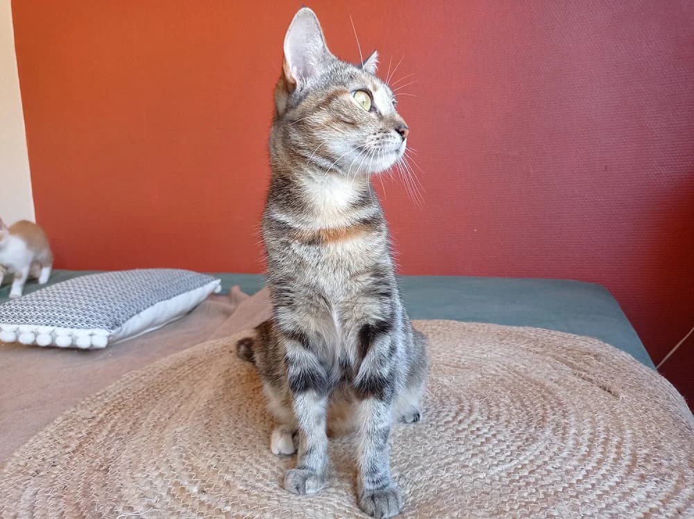 PAB29100 Ellie, female young Mixed Breed for adoption at SPA Plaisir, Plaisir