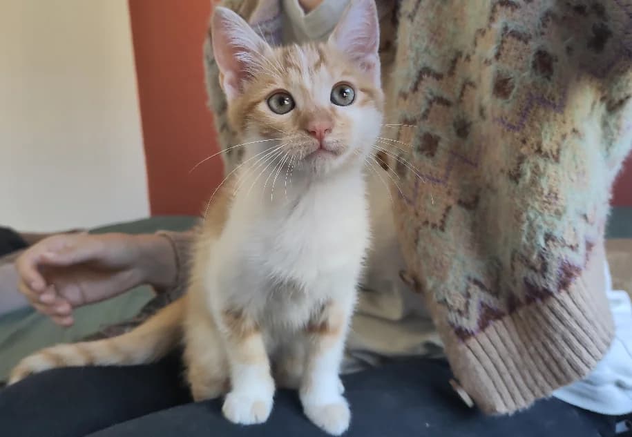 PAB29101 Billy, male Mixed Breed for adoption at SPA Plaisir, Plaisir