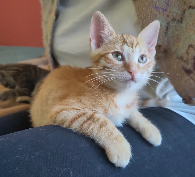 PAB29102 Lockhart, male Mixed Breed for adoption at SPA Plaisir, Plaisir