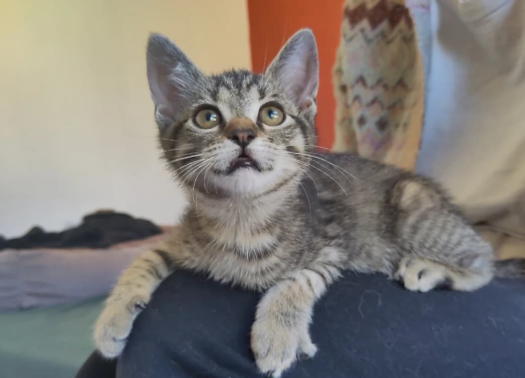 PAB29103 Minus, male Mixed Breed for adoption at SPA Plaisir, Plaisir