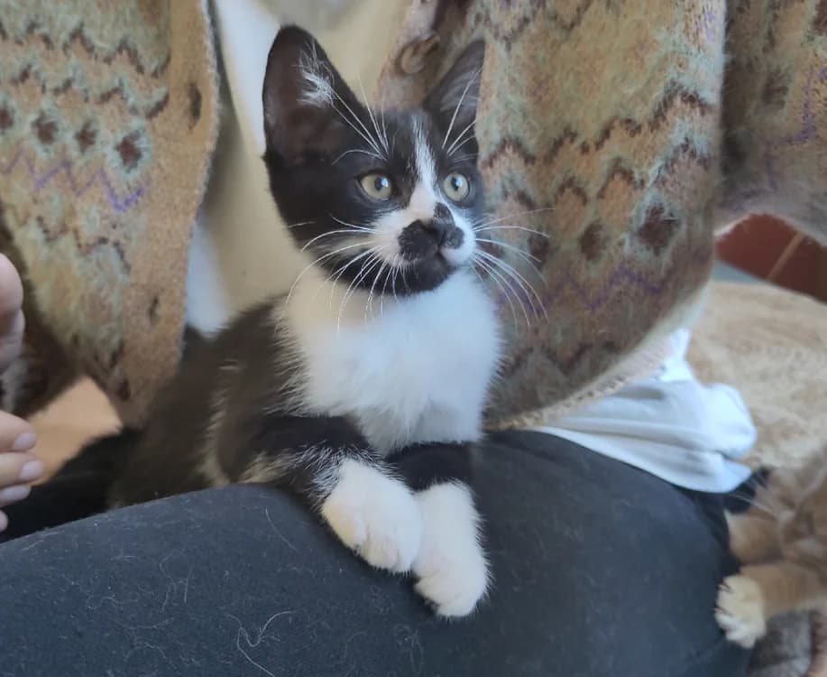 PAB29104 Socks, female Mixed Breed for adoption at SPA Plaisir, Plaisir