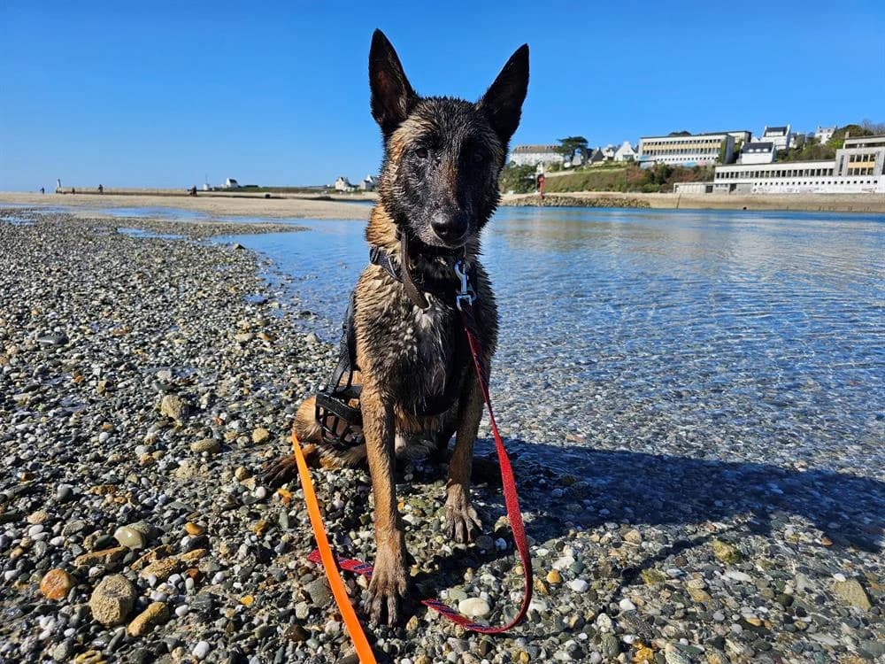 Owidow (en cours d'adoption), male 7yo Belgian Malinois for adoption at SPA Plouhinec, Plouhinec