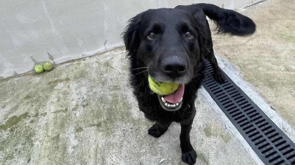 Colza, male Golden Retriever for adoption at SPA Plouhinec, Plouhinec
