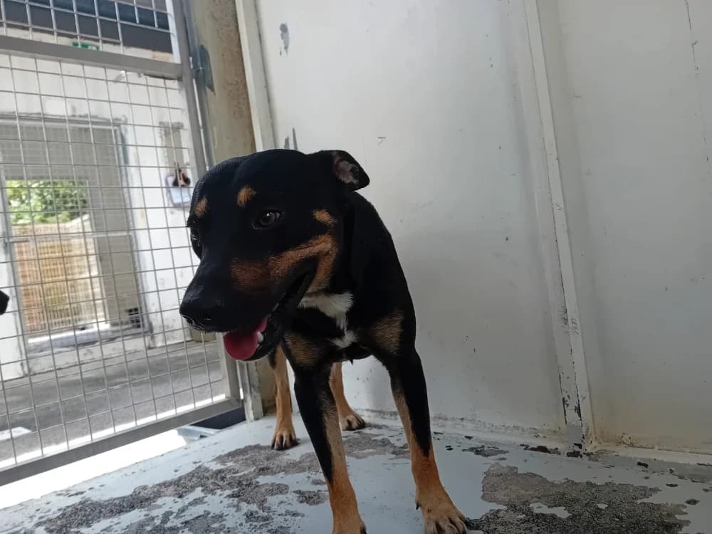 FANTASIO, male Mixed Breed for adoption at SPA Plouhinec, Plouhinec