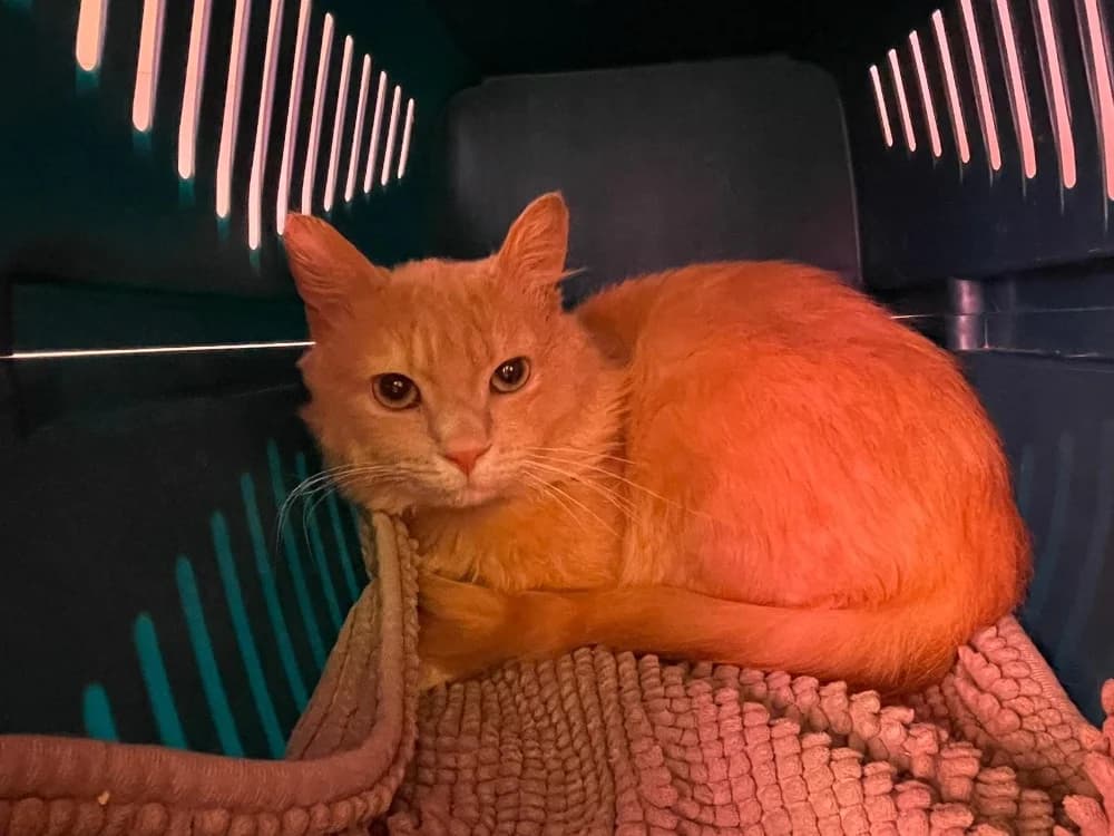 King, male 3yo Mixed Breed for adoption at SPA Plouhinec, Plouhinec