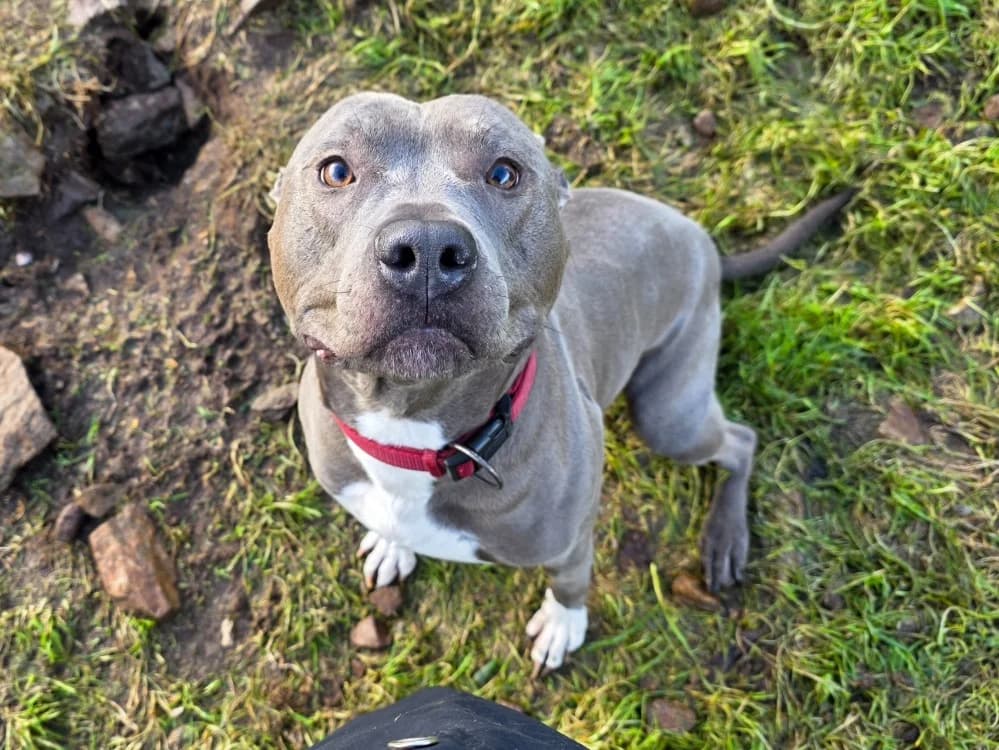 Pasha, male 6yo American Staffordshire Terrier for adoption at SPA Plouhinec, Plouhinec