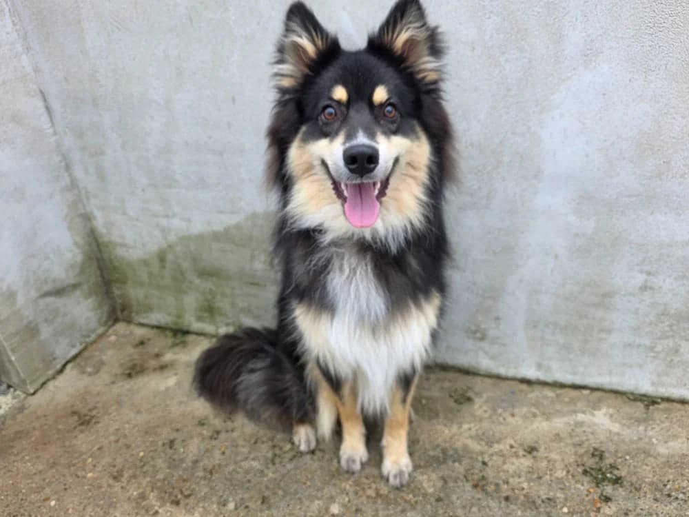 Athos, male Mixed Breed for adoption at SPA Plouhinec, Plouhinec
