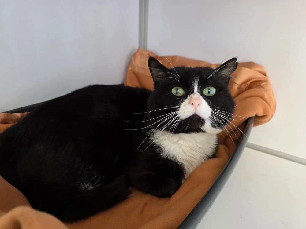 Happy, male 5yo Mixed Breed for adoption at SPA Plouhinec, Plouhinec