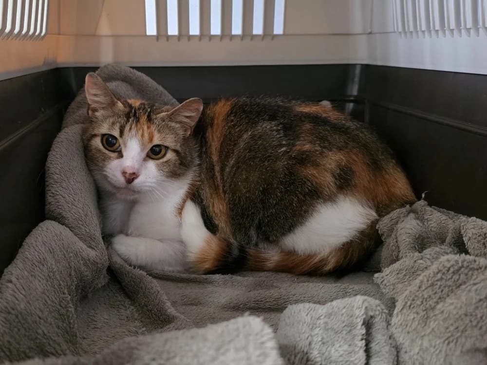 Moumoune, female mixed breed for adoption at SPA Plouhinec, Plouhinec